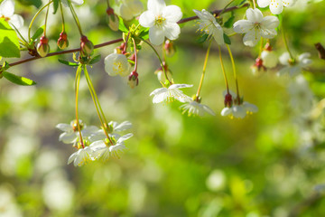 White with pink flowers of the cherry blossoms on a spring day in the park