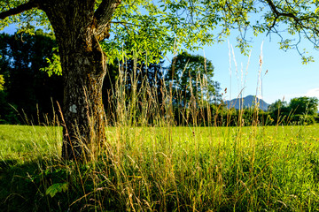 tree and field