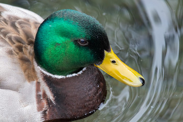 Mallard Duck
