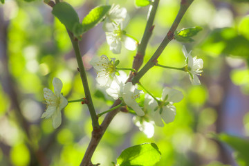 White with pink flowers of the cherry blossoms on a spring day in the park