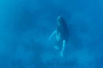 Naklejka premium A Humpback whale rests in the blue waters of the Caribbean Sea.