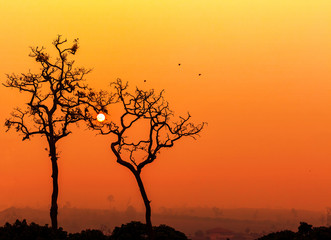 Tree silhouetted against a setting sun.