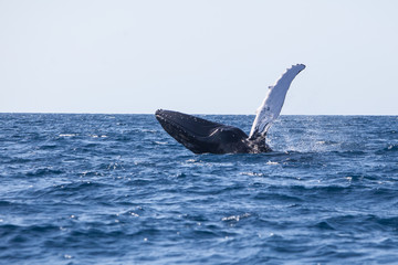 A Humpback whale, Megaptera novaeangliae, breaches out of the waters of the Caribbean Sea.