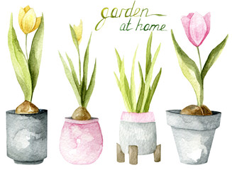 Watercolor hand drawn set of plants. Garden at home