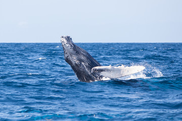Fototapeta premium A young Humpback whale, Megaptera novaeangliae, breaches out of the Caribbean.