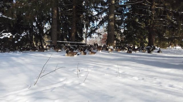 Canadian Geese Walking Towards Camera Eye Level In Winter In Park By Bench And Pinetrees