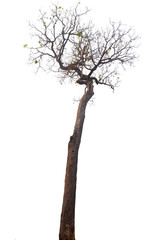 Fototapeta premium dead tree isolated on white background