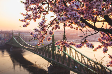 Beautiful Liberty Bridge at sunrise with cherry blossom in Budapest, Hungary. Spring has arrived to Budapest.