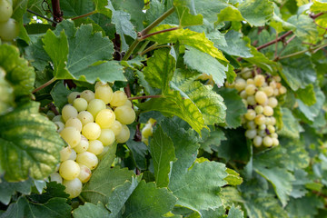 Bunch of moscato grapes