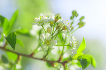 White with pink flowers of the cherry blossoms on a spring day in the park