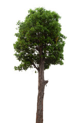 Fototapeta premium Isolated tree on white background