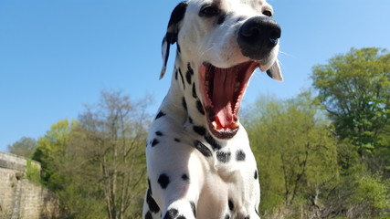 Dalmation