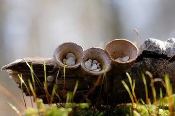 Niezwykłe grzybki - kubeczniki pospolite (Crucibulum laeve) - obrazy, fototapety, plakaty