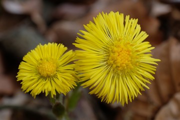 Wiosenne kwiaty - podbiał pospolity (Tussilago farfara)