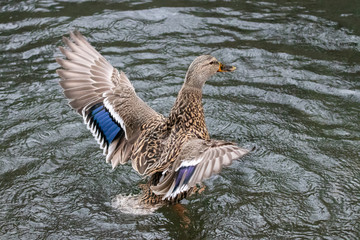 Mallard Duck