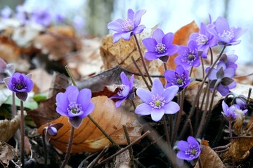 Wiosenne kwiaty - przylaszczka pospolita (Anemone hepatica) - obrazy, fototapety, plakaty