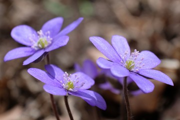 Wiosenne kwiaty - przylaszczka pospolita (Anemone hepatica) © Iwona