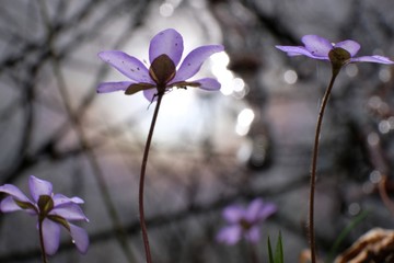 Wiosenne kwiaty - przylaszczka pospolita (Anemone hepatica) © Iwona