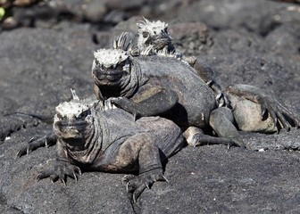 marine Iguanas