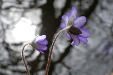 Wiosenne kwiaty - przylaszczka pospolita (Anemone hepatica) © Iwona