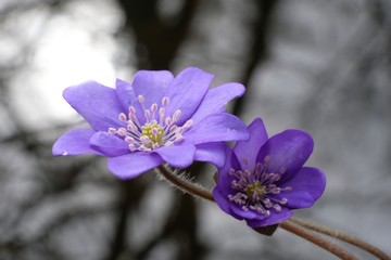 Wiosenne kwiaty - przylaszczka pospolita (Anemone hepatica) © Iwona