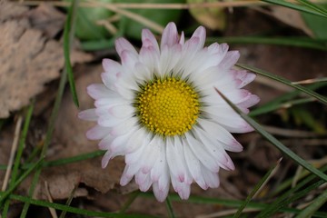 Wiosenne kwiaty - stokrotka pospolita (Bellis perennis) - obrazy, fototapety, plakaty