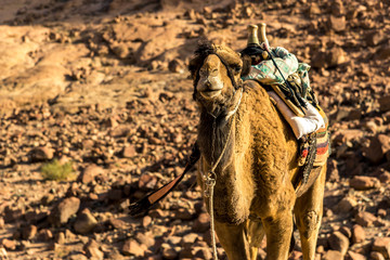 Egyptian camel on the background of bald mountains