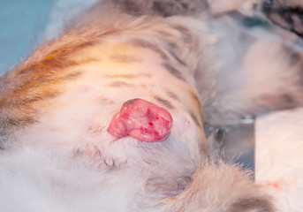 Post laparotomy hernia (concept of surgery).