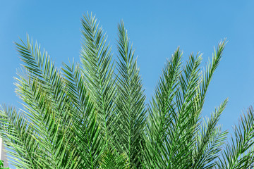 big green African palm tree against the blue sky