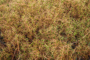 Background image of spines growing on the mountainside