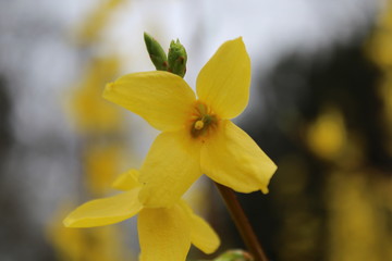 Forsythien Bl&uuml;te