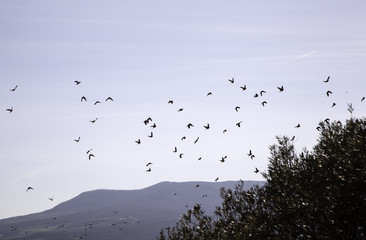 Birds flying heaven