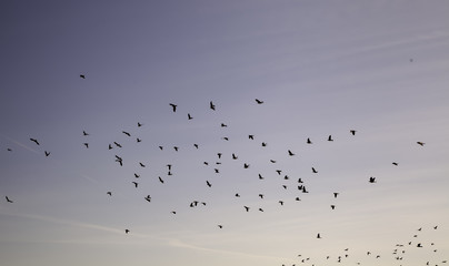 Birds flying heaven