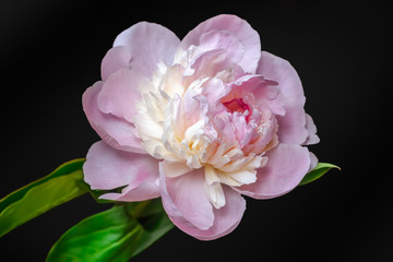 Fototapeta na wymiar Pale pink peony flower on black background. Macro photo with shallow depth of field.