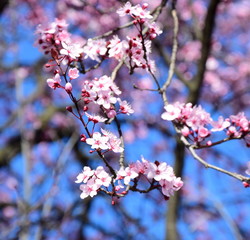 Zierkirschenblüten vor blauen Himmel