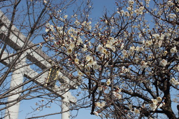 白梅と神社の鳥居