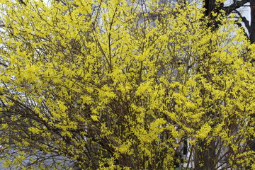 Forsythien