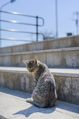 振り返る猫
