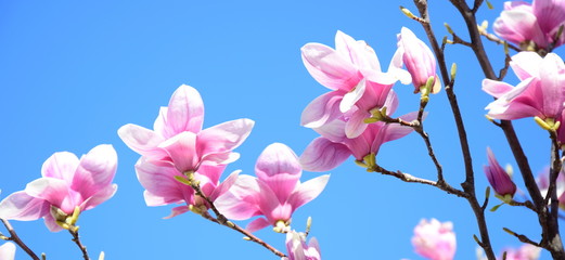 Magnolien Banner und Hintergrund