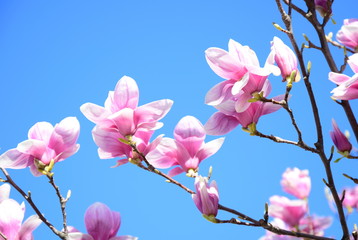 Fototapeta na wymiar Magnolienblüten vor blauen Hintergrund