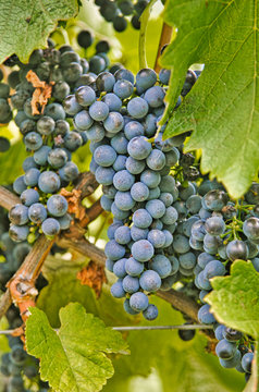 Cabernet Sauvignon grapes growing on the vine