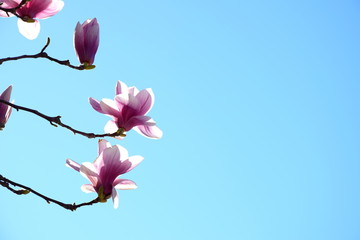 Magnolien freigestellt vor blauen Himmel