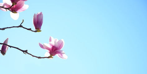 Magnolienblüten als Hintergrund oder Banner