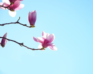 Magnolie - Hintergrund - blauer Himmel