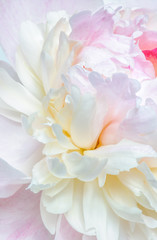 Abstract close up of pale pink peony flower. Macro photo with shallow depth of field and soft focus.