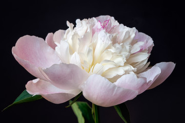Pale pink peony flower on black background. Macro photo with shallow depth of field.