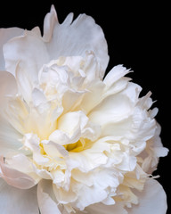Close up of white peony flower on black background. Macro photo with shallow depth of field. Abstract natural background.