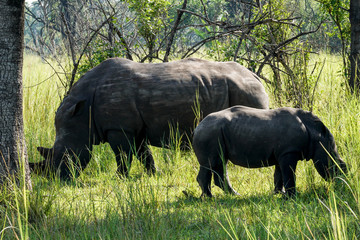 Baby rhino in African