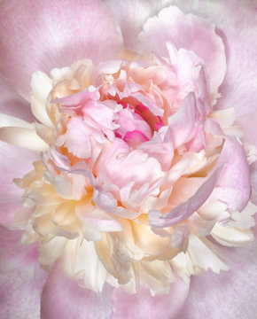 Close up of pale pink peony flower. Macro photo with shallow depth of field and soft focus. Natural background.