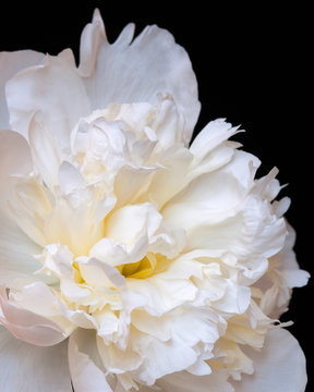 Close up of white peony flower on black background. Macro photo with shallow depth of field. Abstract natural background.